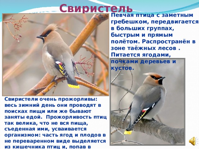 Свиристель Певчая птица с заметным гребешком, передвигается в больших группах, быстрым и прямым полётом. Распространён в зоне таёжных лесов . Питается ягодами, почками деревьев и кустов. Свиристели очень прожорливы: весь зимний день они проводят в поисках пищи или же бывают заняты едой. Прожорливость птиц так велика, что не вся пища, съеденная ими, усваивается организмом: часть ягод и плодов в не переваренном виде выделяется из кишечника птиц и, попав в почву, дает полноценные всходы.  