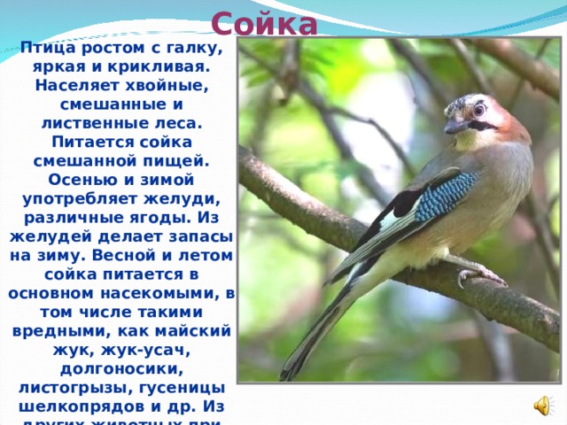 Сойка Птица ростом с галку, яркая и крикливая. Населяет хвойные, смешанные и лиственные леса. Питается сойка смешанной пищей. Осенью и зимой употребляет желуди, различные ягоды. Из желудей делает запасы на зиму. Весной и летом сойка питается в основном насекомыми, в том числе такими вредными, как майский жук, жук-усач, долгоносики, листогрызы, гусеницы шелкопрядов и др. Из других животных при случае сойка поедает мелких грызунов, мелких птичек и их яйца, ящериц, лягушек.  