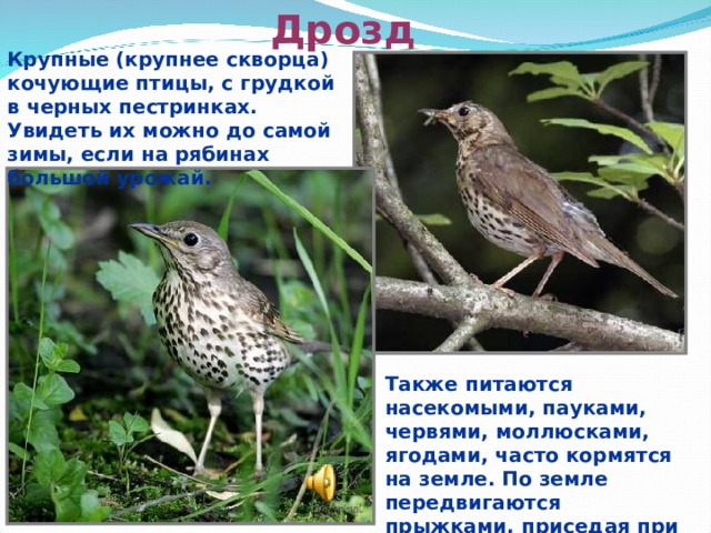 Дрозд Крупные (крупнее скворца) кочующие птицы, с грудкой в черных пестринках. Увидеть их можно до самой зимы, если на рябинах большой урожай. Также питаются насекомыми, пауками, червями, моллюсками, ягодами, часто кормятся на земле. По земле передвигаются прыжками, приседая при этом.  