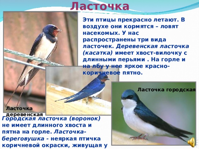 Ласточка Эти птицы прекрасно летают. В воздухе они кормятся – ловят насекомых. У нас распространены три вида ласточек. Деревенская ласточка (касатка) имеет хвост-вилочку с длинными перьями . На горле и на лбу у нее яркое красно-коричневое пятно. Ласточка городская Ласточка деревенская Городская ласточка (воронок) не имеет длинного хвоста и пятна на горле. Ласточка-береговушка - неяркая птичка коричневой окраски, живущая у воды.  