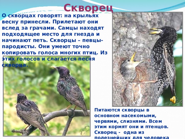 Скворец О скворцах говорят: на крыльях весну принесли. Прилетают они вслед за грачами. Самцы находят подходящее место для гнезда и начинают петь. Скворцы – певцы-пародисты. Они умеют точно копировать голоса многих птиц. Из этих голосов и слагается песня скворца. Питаются скворцы в основном насекомыми, червями, слизнями. Всем этим кормят они и птенцов. Скворец - одна из полезнейших для человека птиц.  