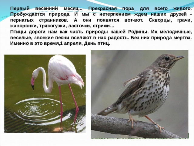 Первый весенний месяц... Прекрасная пора для всего живого. Пробуждается природа. И мы с нетерпением ждем наших друзей - пернатых странников. А они появятся вот-вот. Скворцы, грачи, жаворонки, трясогузки, ласточки, стрижи... Птицы дороги нам как часть природы нашей Родины. Их мелодичные, веселые, звонкие песни вселяют в нас радость. Без них природа мертва. Именно в это время,1 апреля, День птиц.   