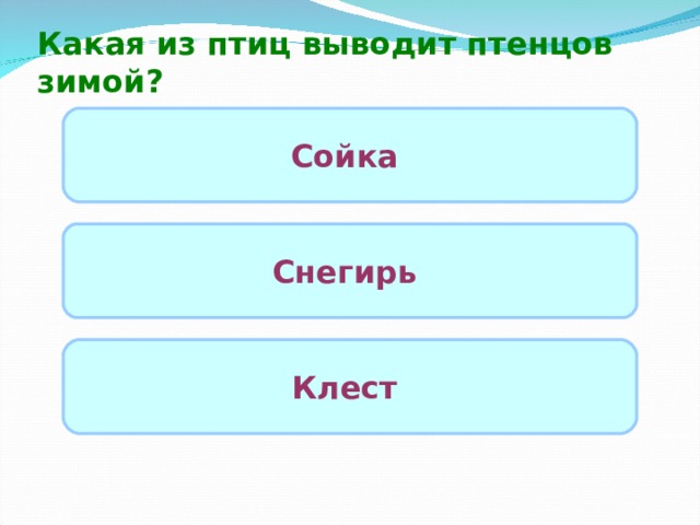 Какая из птиц выводит птенцов зимой? Сойка Снегирь Клест  