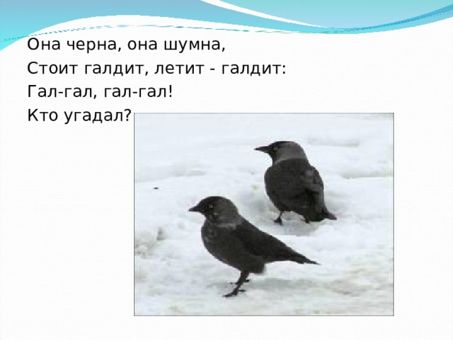 Днём ёе не встретишь ты. Из дупла лишь вылетает С наступленьем темноты. Гроза мышей она тогда, Кто же эта птица? 
