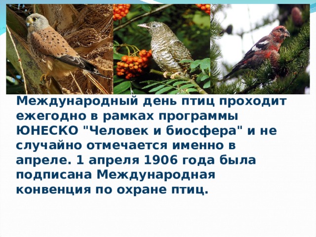 Международный день птиц проходит ежегодно в рамках программы ЮНЕСКО 