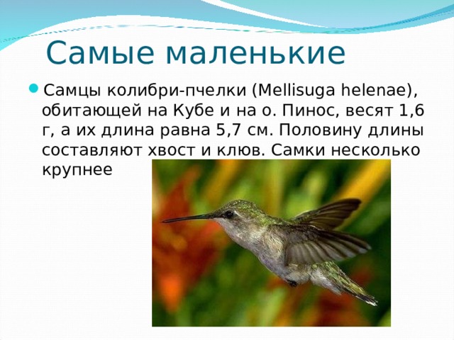 Самые, самые птицы Самая крупная современная птица  ... это афрриканский страус (Struthio camelus). Взрослый самец достигает веса 75 кг. Из них самым крупным считается самец североафриканского подвида, который достигает высоты 2,74 м. Голова и шея у него длиной 1,4 м. 