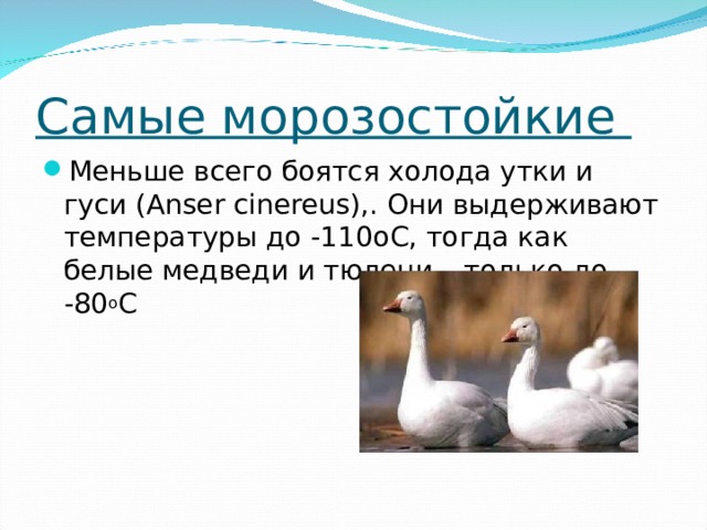 Самые маленькие Самцы колибри-пчелки (Mellisuga helenae), обитающей на Кубе и на о. Пинос, весят 1,6 г, а их длина равна 5,7 см. Половину длины составляют хвост и клюв. Самки несколько крупнее 