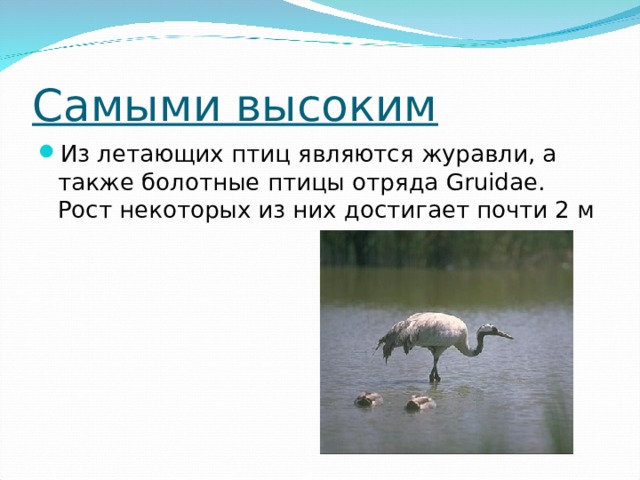 Самая тяжелая  из современных летающих птиц - дрофа (Otis). Ее вес достигает 20 кг. Вес африканской большой дрофы (Ardeotis kori), обитающей в Северо-Восточной и Южной Африке, а также птицы дудак (Otis tarda), обитающий в Европе и Азии 