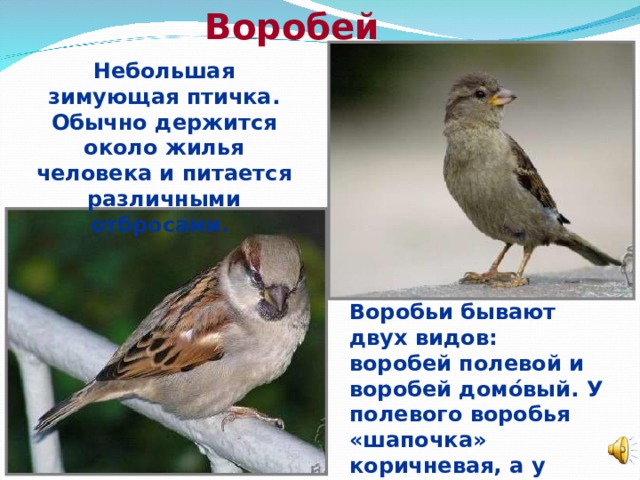 Воробей Небольшая зимующая птичка. Обычно держится около жилья человека и питается различными отбросами. Воробьи бывают двух видов: воробей полевой и воробей домо ́ вый. У полевого воробья «шапочка» коричневая, а у домового серая.  