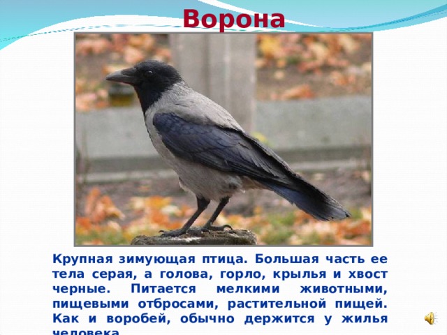Ворона  Крупная зимующая птица. Большая часть ее тела серая, а голова, горло, крылья и хвост черные. Питается мелкими животными, пищевыми отбросами, растительной пищей. Как и воробей, обычно держится у жилья человека.  