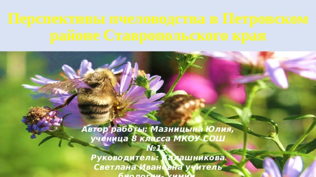 Перспективы пчеловодства в Петровском районе Ставропольского края                      Автор работы: Мазницына Юлия, ученица 8 класса МКОУ СОШ №13  Руководитель: Калашникова Светлана Ивановна учитель биологии- химии  МКОУ СОШ №13  