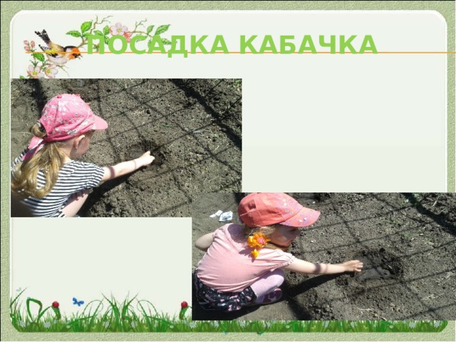 Посадка кабачка 