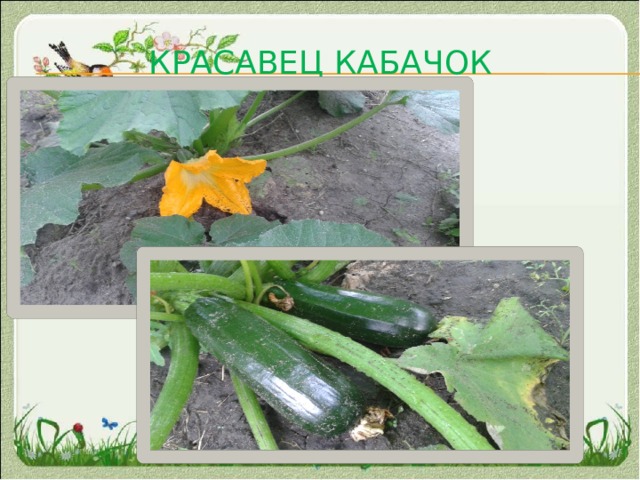 Красавец  кабачок  