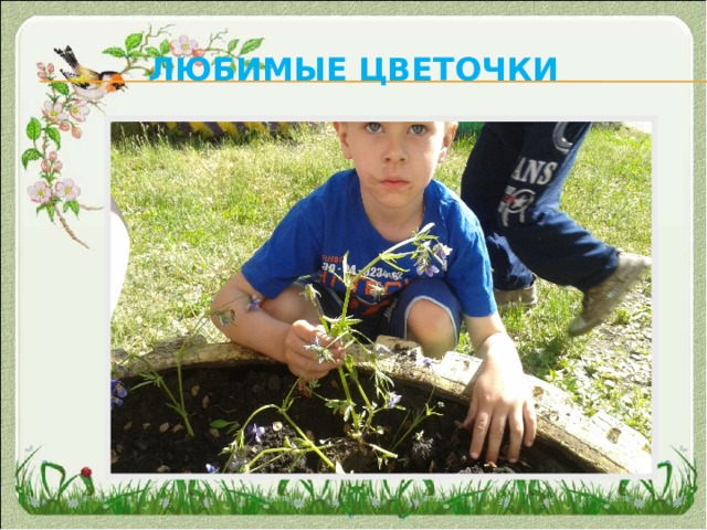 Любимые цветочки 
