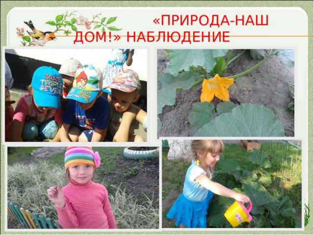  «Природа-наш дом!» наблюдение 