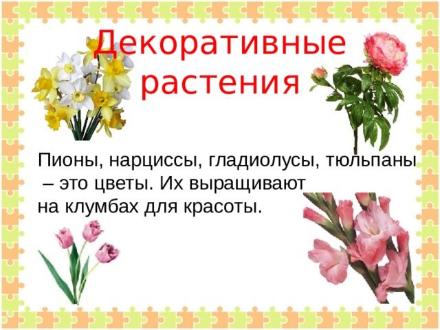  Декоративные  растения Пионы, нарциссы, гладиолусы, тюльпаны – это цветы. Их выращивают на клумбах для красоты. 