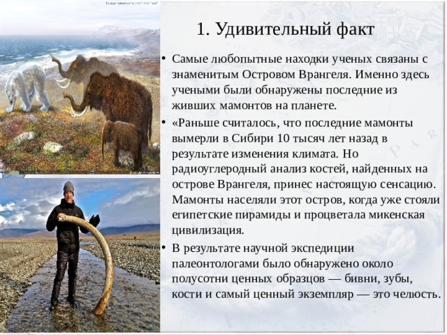 1. Удивительный факт Самые любопытные находки ученых связаны с знаменитым Островом Врангеля. Именно здесь учеными были обнаружены последние из живших мамонтов на планете. «Раньше считалось, что последние мамонты вымерли в Сибири 10 тысяч лет назад в результате изменения климата. Но радиоуглеродный анализ костей, найденных на острове Врангеля, принес настоящую сенсацию. Мамонты населяли этот остров, когда уже стояли египетские пирамиды и процветала микенская цивилизация. В результате научной экспедиции палеонтологами было обнаружено около полусотни ценных образцов — бивни, зубы, кости и самый ценный экземпляр — это челюсть. 