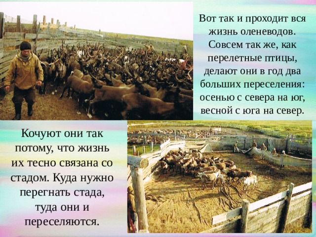 Вот так и проходит вся жизнь оленеводов. Совсем так же, как перелетные птицы, делают они в год два больших переселения: осенью с севера на юг, весной с юга на север.   Кочуют они так потому, что жизнь их тесно связана со стадом. Куда нужно перегнать стада, туда они и переселяются. 