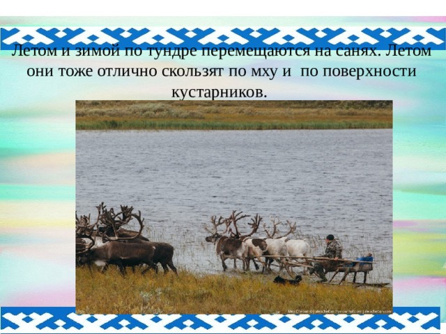 Летом и зимой по тундре перемещаются на санях. Летом они тоже отлично скользят по мху и по поверхности кустарников.    