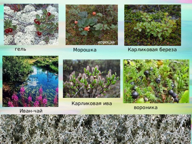   гель Карликовая береза Морошка Карликовая ива вороника Иван-чай 