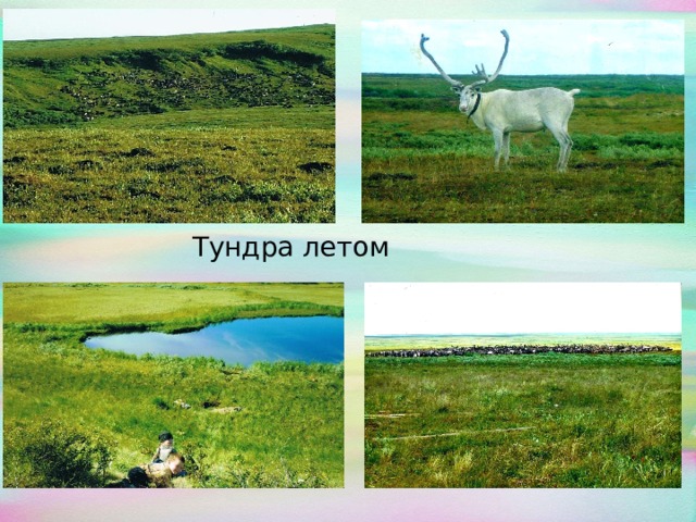   Тундра летом 