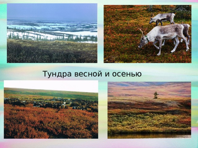    Тундра весной и осенью 