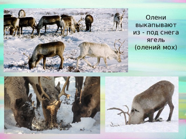 Олени выкапывают из - под снега ягель (олений мох)   
