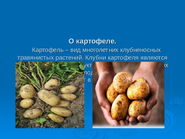     О картофеле.   Картофель – вид многолетних клубненосных травянистых растений. Клубни картофеля являются важным пищевым продуктом, в отличие от ядовитых плодов.  Клубни созревают в августе — сентябре.   
