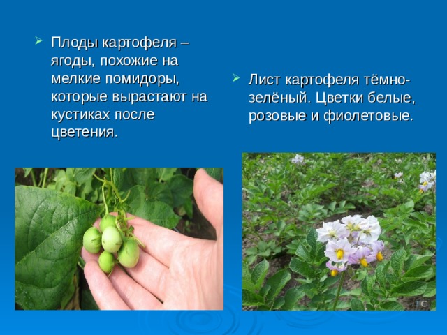 Плоды картофеля – ягоды, похожие на мелкие помидоры, которые вырастают на кустиках после цветения. Лист картофеля тёмно-зелёный. Цветки белые, розовые и фиолетовые. 