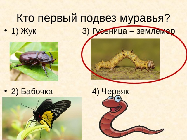 Кто первый подвез муравья? 1) Жук 3) Гусеница – землемер     2) Бабочка 4) Червяк 