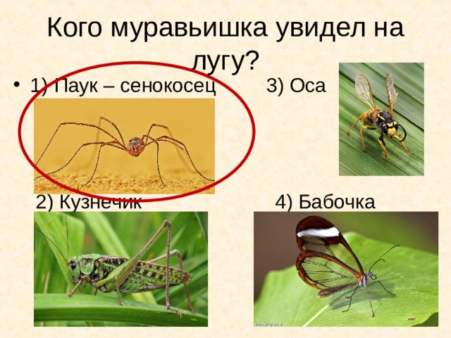 Кого муравьишка увидел на лугу? 1) Паук – сенокосец 3) Оса     2) Кузнечик 4) Бабочка 
