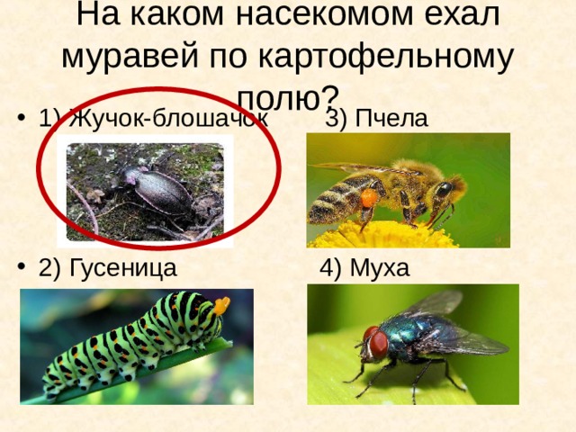 На каком насекомом ехал муравей по картофельному полю? 1) Жучок-блошачок 3) Пчела    2) Гусеница 4) Муха 