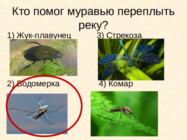 Кто помог муравью переплыть реку? 1) Жук-плавунец 3) Стрекоза 2) Водомерка 4) Комар 