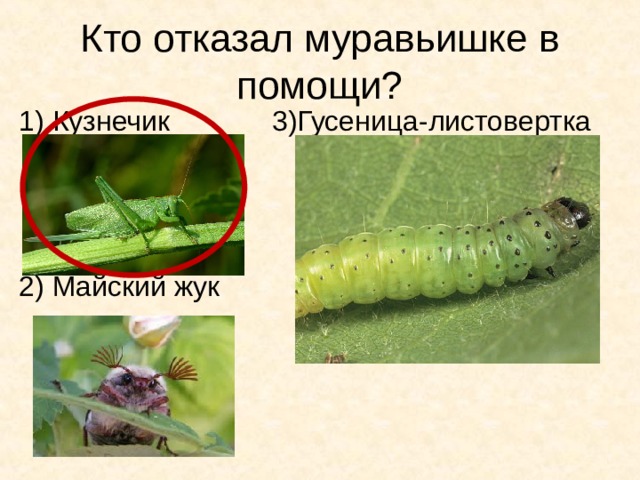 Кто отказал муравьишке в помощи? 1) Кузнечик 3)Гусеница-листовертка 2) Майский жук 