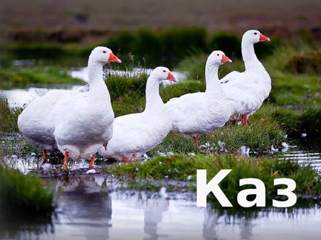 Каз 