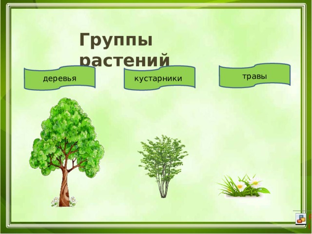 Группы растений травы деревья кустарники 