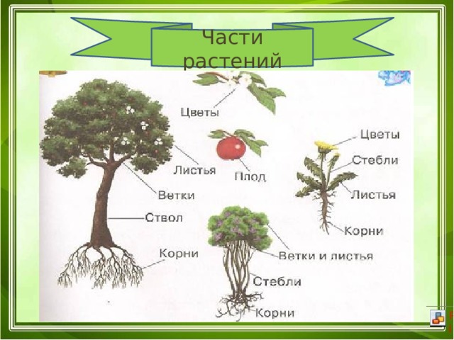 Части растений Группы растений 