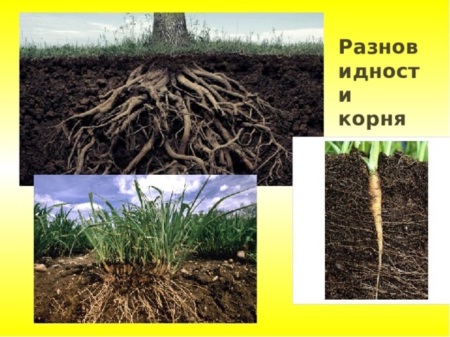 Разновидности корня Группы растений 