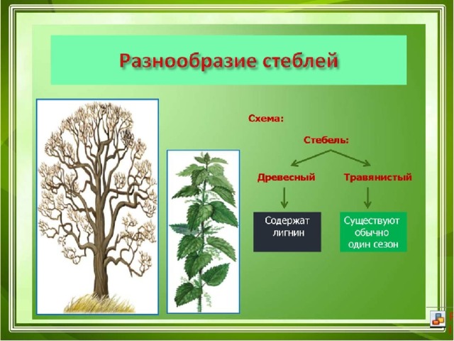 Группы растений 