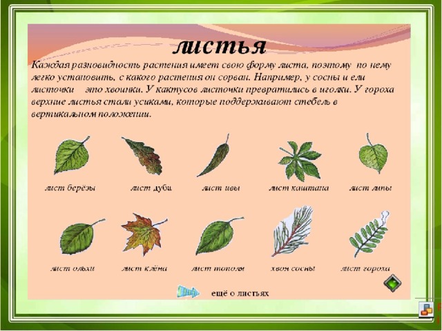Группы растений 