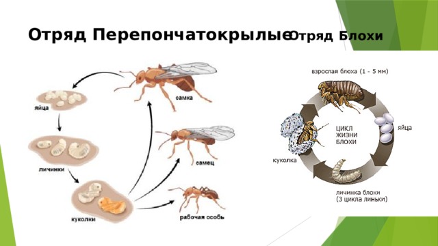 Отряд Перепончатокрылые Отряд Блохи 