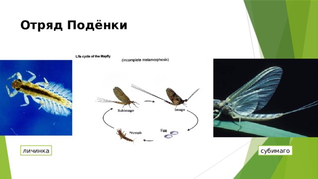 Отряд Подёнки личинка субимаго 