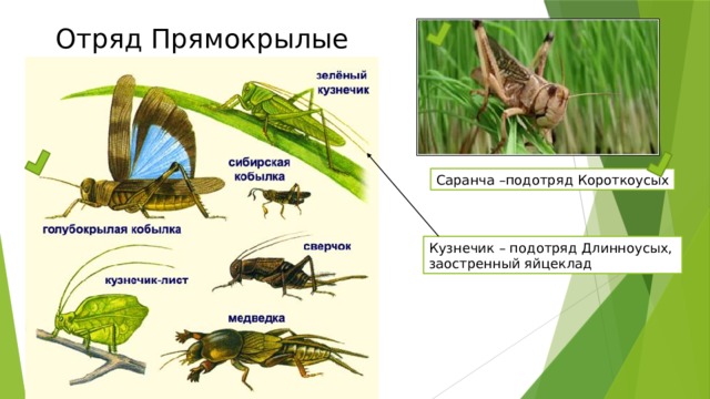 Отряд Прямокрылые Саранча –подотряд Короткоусых Кузнечик – подотряд Длинноусых, заостренный яйцеклад 