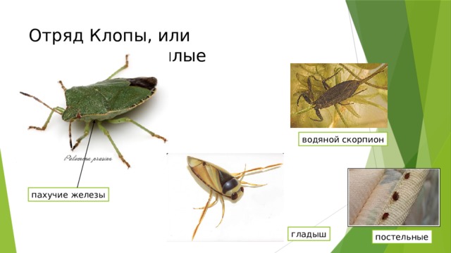 Отряд Клопы, или Полужесткокрылые водяной скорпион пахучие железы гладыш постельные 