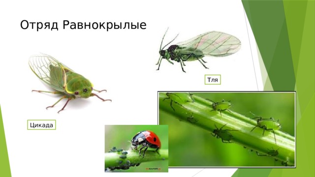 Отряд Равнокрылые Тля Цикада 