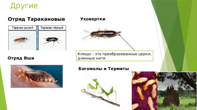 Другие Отряд Таракановые Уховертки Клещи – это преобразованные церки, длинные нити Отряд Вши Богомолы и Термиты 