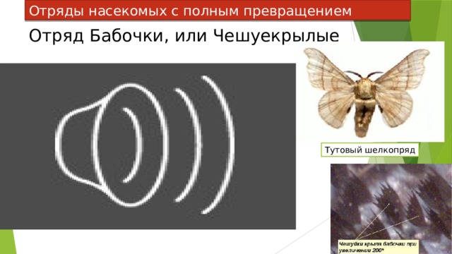 Отряды насекомых с полным превращением Отряд Бабочки, или Чешуекрылые Тутовый шелкопряд 