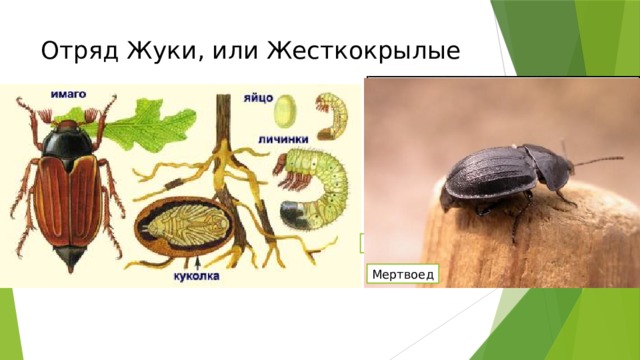 Отряд Жуки, или Жесткокрылые Жук-олень Жук-носорог Навозник Долгоносик Колорадский жук Жужелица Мертвоед 