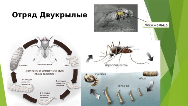 Отряд Двукрылые Жужжальца 