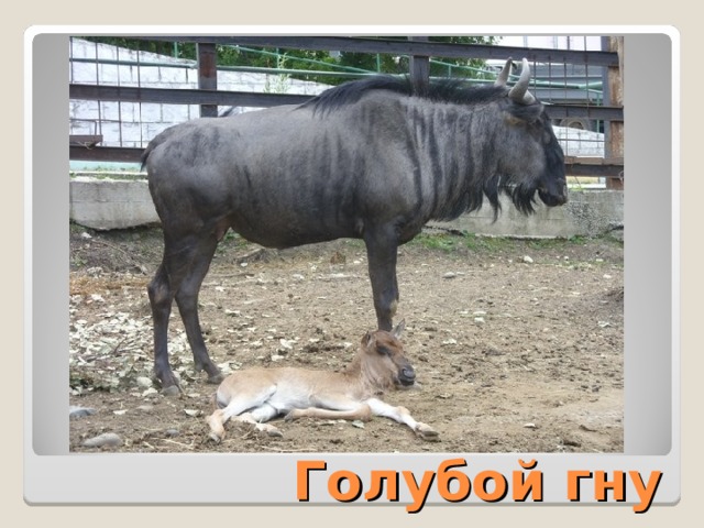 Голубой гну 